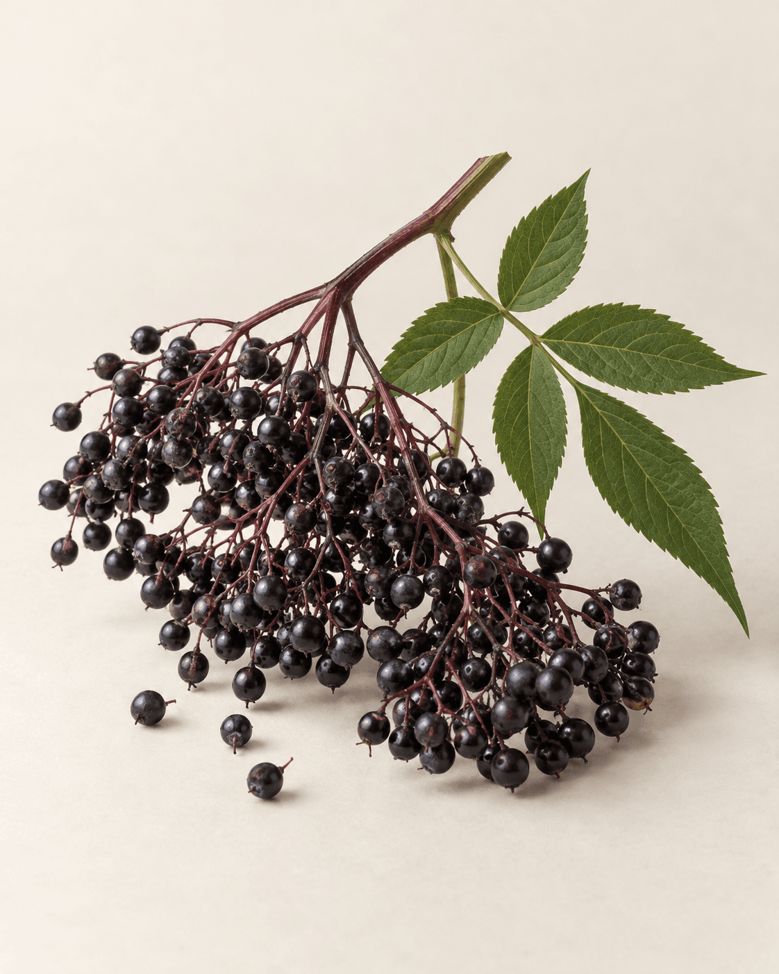 Ranting elderberry dengan buah kecil berwarna ungu gelap dan daun hijau.