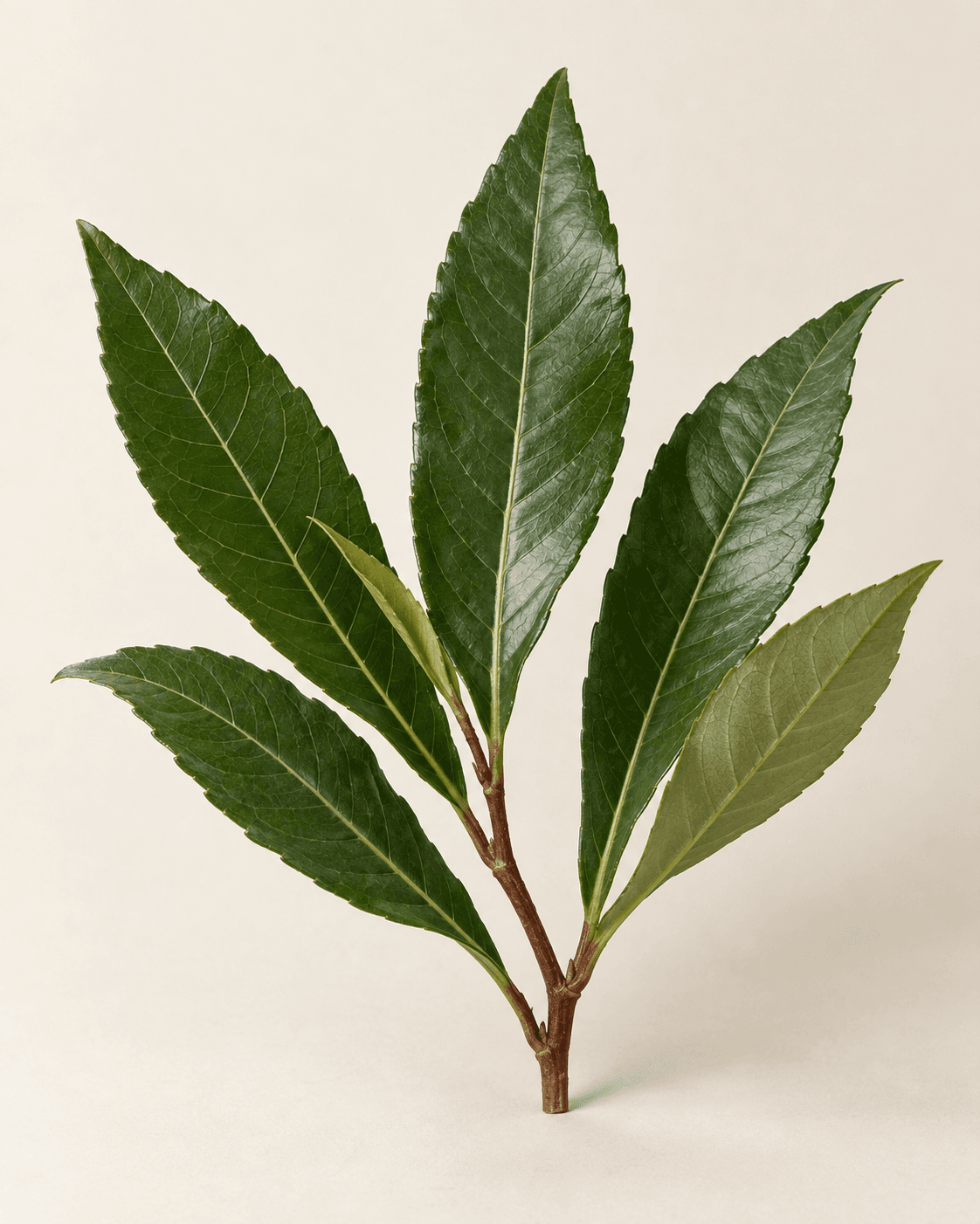 Tanaman Kacip Fatimah dengan daun hijau memanjang.