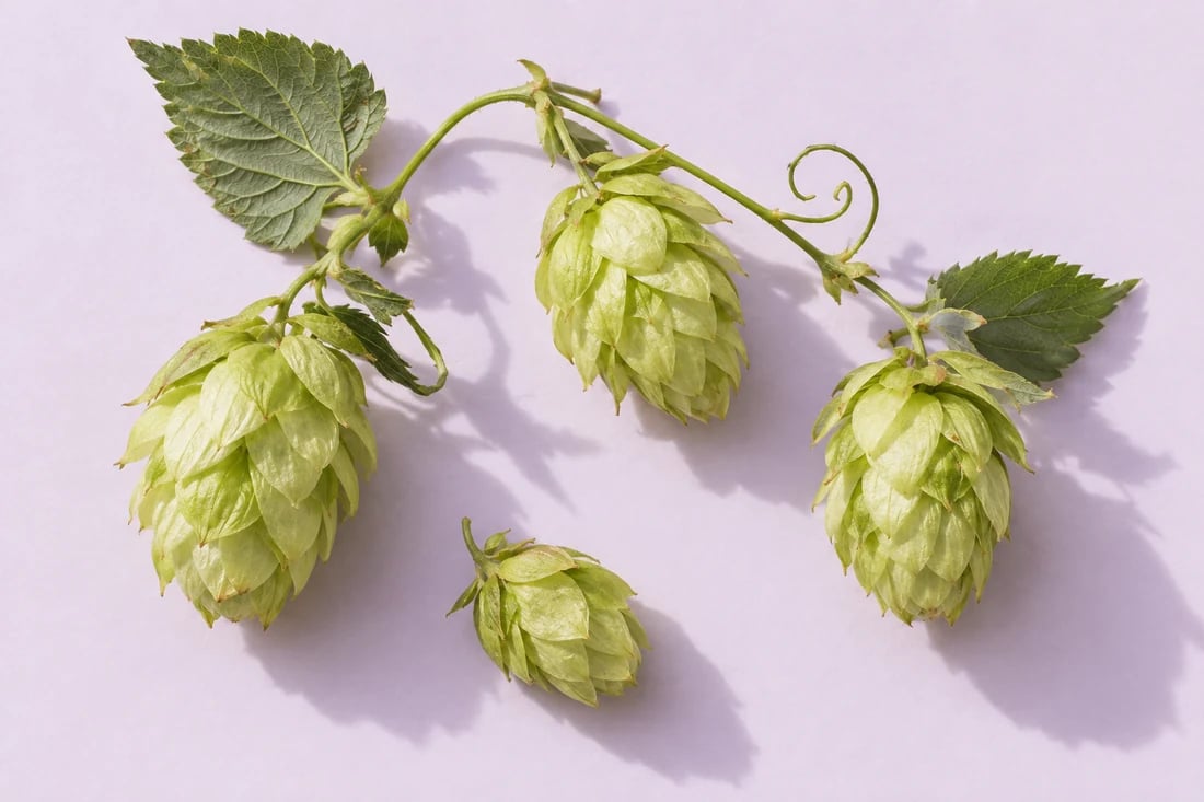 Ilustrasi bunga hops berwarna hijau muda